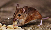 24 Hour & Emergency Exterminators in West Mifflin, PA
